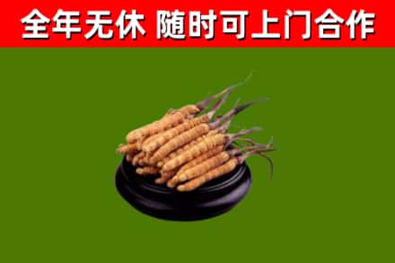 罗田县回收冬虫夏草