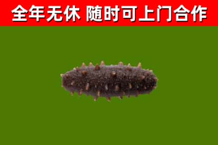 罗田县回收海参干
